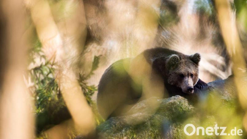 Eine Wildtierkamera fing am vergangenen Wochenende einen Braunbären ein. Symbolbild: Lino Mirgeler/Archiv