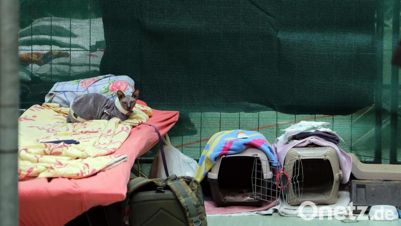 In der Turnhalle des Gregor-Mendel-Gymnasiums sind ukrainische Flüchtlinge untergebracht. Die Stadt Amberg sammelt Spenden. Bild: Wolfgang Steinbacher