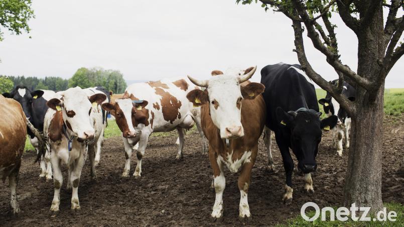 Ein Schwerpunkt der Öko-Modellregion im Steinwald ist die Vermarktung von Bio-Rindfleisch. Hier sind Tiere vom Betrieb von Matthias Zahn aus Eiglasdorf zu sehen. Bild: Steinwald-Allianz