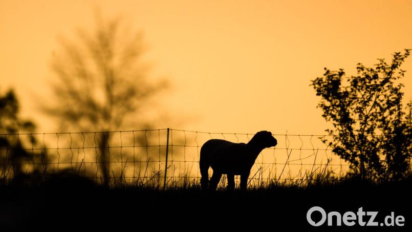 Schafe grasen kurz nach Sonnenaufgang auf einer Wiese. Bild: Julian Stratenschulte/dpa/Symbolbild