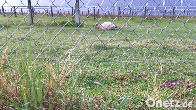 Möglicherweise ist ein Wolf unter diesem Maschendrahtzaun durchgeschlupft und hat anschließend mehrere Jungschafe gerissen. Bild: sei