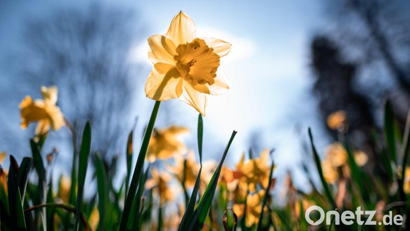 Am meisten Sonne gibt es von Mittwoch bis Freitag. Bild: Fabian Strauch