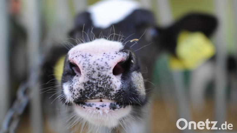 In Oberstdorf wurde ein totes Kalb gefunden. Symbolbild: Julian Stratenschulte/dpa