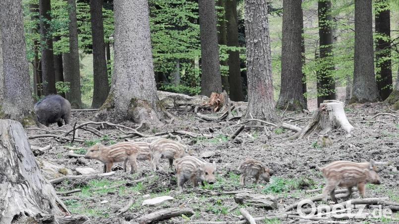 Die braungestreiften Frischlinge durchstreifen das Gehege und sind nicht immer zu sehen. Bild: gz