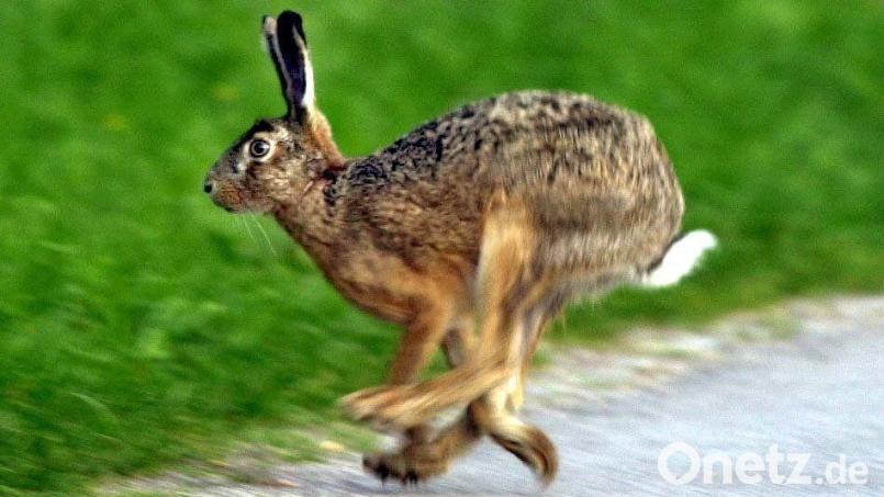Bei Altendorf ist ein Feldhase auf die Straße geflitzt - und hat, ohne es zu ahnen, dabei einen schweren Unfall verursacht. Bild: Norbert Försterling/dpa