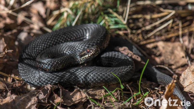 Schwarze Exemplare der Kreuzotter werden im Volksmund Höllenottern genannt. Bild: Siegfried Steinkohl
