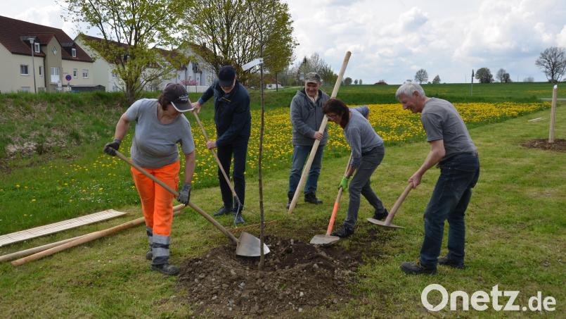 Sabine Dworzak (links) unterstützte die Obst- und Gartenbauvereinsmitglieder bei der Baumpflanzaktion. Uli Heine (Zweiter von links) hatte seinen ukrainischen Gast Oleksandr (Dritter von rechts) mitgebracht, der gleich mit anpackte. Bild: dob