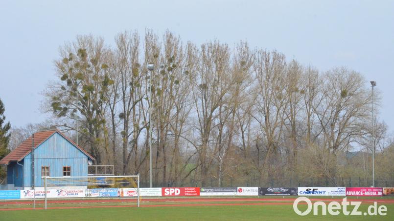 Auch am Sportgelände der Stadt Erbendorf machen sich die Misteln breit. Viele verwechseln Misteln aus der Ferne mit Vogelnestern. Bild: Benkhardt
