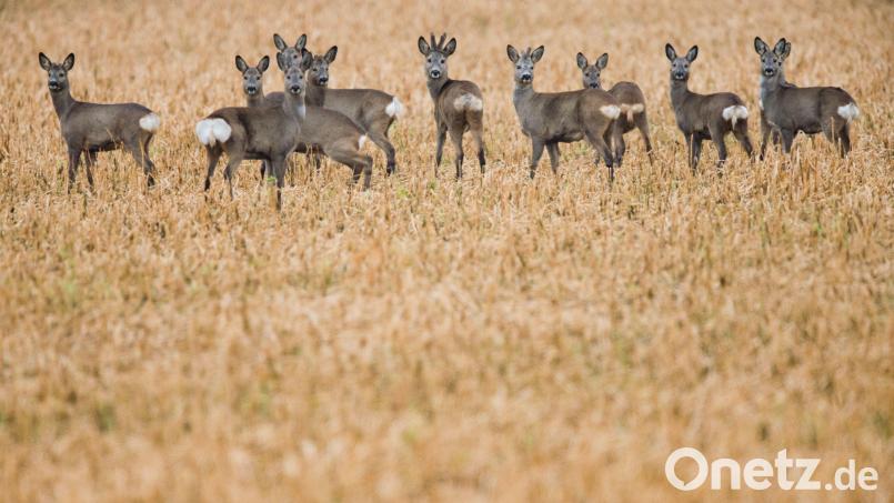 Rehe geraten in Lebensgefahr, wenn Hundebesitzer ihre Vierbeiner im Wald frei laufen lassen. Symbolbild: Julian Stratenschulte/dpa