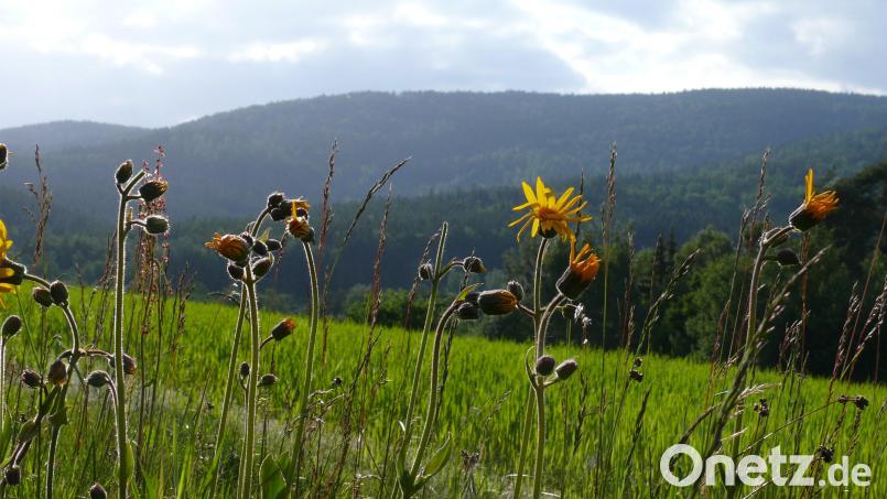 Der Naturpark Steinwald soll mit einer hauptamtlichen Geschäftsführerin weiter vorangebracht werden. Unter den vielen Artenschutzprojekten ist auch der Erhalt der Arnika (im Vordergrund). Bild: Robert Mertl