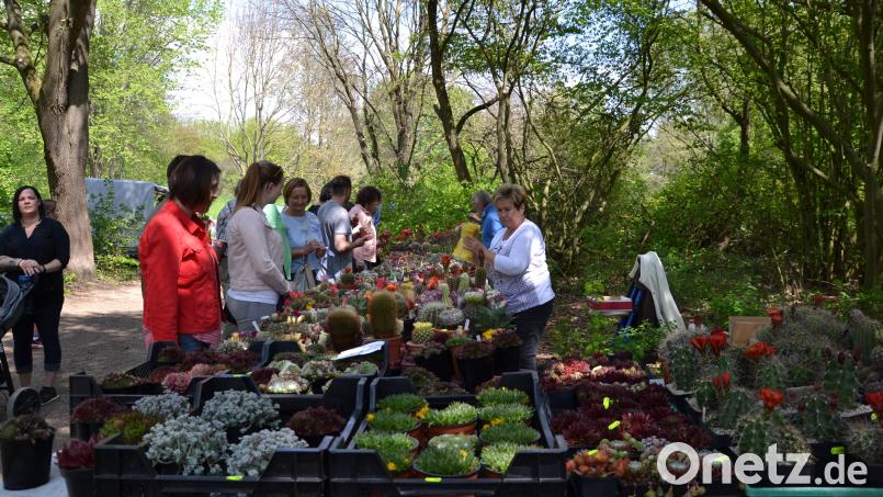 Der Gartenmarkt im Generationenpark Gruberbach öffnet am Sonntag von 11.00 bis 18.00 Uhr seine Pforten. Eintritt frei. Archivbild: gi