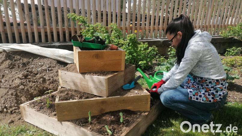 In einer solchen Pyramide finden auf wenig Fläche viele Pflanzen Platz. Hier werden gerade auf der untersten Ebene Zinnien gepflanzt, in die Ebenen darüber kommen Kartoffeln. Bild: Winderl, Kristin [wrl]