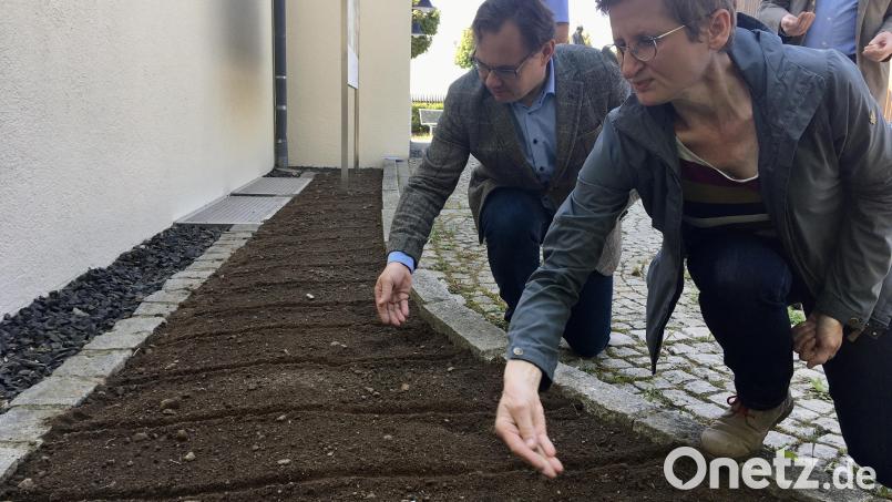 Bald wird hier angerichtet sein: Thomas Hammerl und Bettina Kraus vom Freilandmuseum Oberpfalz säen Blumen für ein &quot;Bienen-Buffet&quot; an. Bild: upl