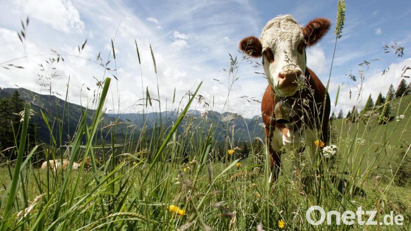Eine rot-weiß gescheckte Kuh steht auf einer Wiese. Bild: Peter Kneffel/dpa