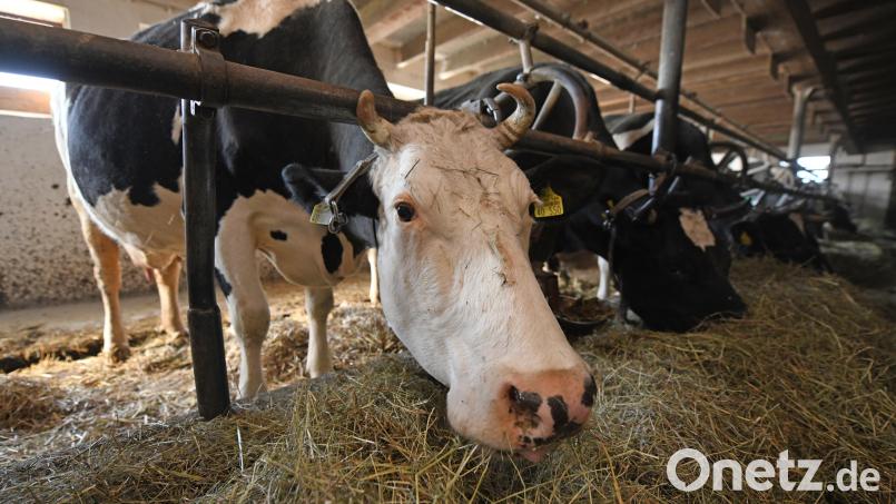 Im Landkreis Amberg-Sulzbach sind 23 Rinder verendet. Der Landwirt, der sich selbst angezeigt hat, gab an, er habe wegen gesundheitlicher Probleme die Tiere nicht ausreichend versorgen können. Symbolbild: Patrick Seeger