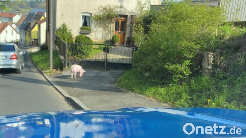Was war denn da los in der Bayreuther Straße? Die Polizei und der Besitzer eines entlaufenen Hausschweins mussten das Tier gemeinsam einfangen. Es war am Freitagmorgen ausgebüxt und sorgte bei vielen Autofahrern für Heiterkeit. Bild: Polizei Sulzbach-Rosenberg