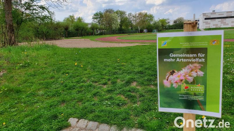 Im Moment ist noch nicht viel zu erkennen von der geplanten Blühfläche beim Sportplatz in der Nähe der Realschule. Doch schon im Sommer sollen hier Wildkräuter sprießen. Bild: mic