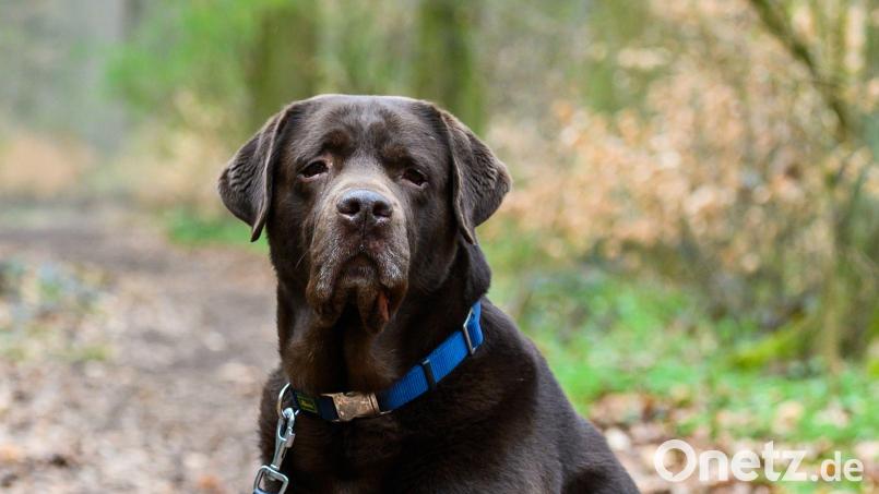 Vor einigen Monaten hat im Gemeindegebiet Trabitz ein umherstreunender Hund ein Reh schwer verletzt. Die Jagdpächter beantragten deshalb eine flächendeckende Anlein-Verordnung für Hunde. Im Bild ein Labrador Retriever mit einer blauen Hundeleine Symbolbild: Christophe Gateau/dpa