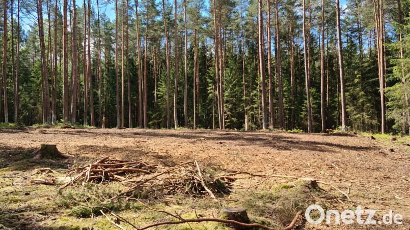 Eine geeignete Fläche für den geplanten Waldkindergarten ist im Wald bereits vorhanden. Bild: sne