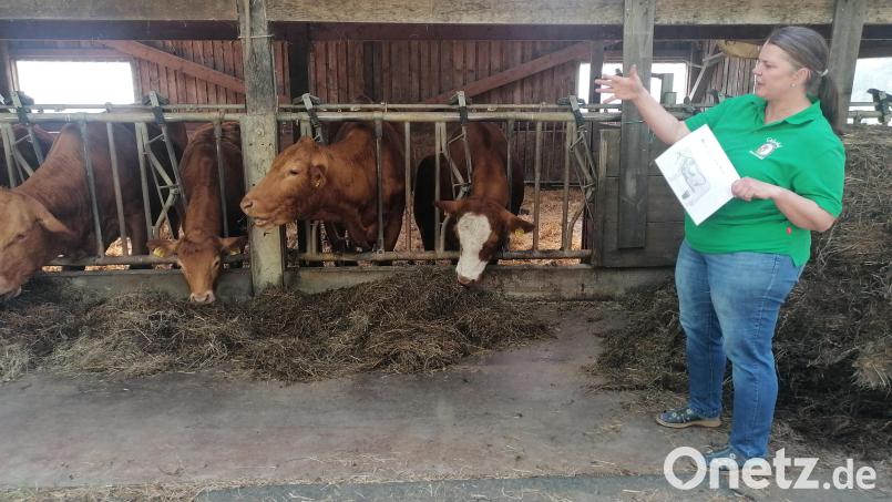 Hauptthema beim Besuch waren zwar die Hühner, kurz schauten die Landwirte aber trotzdem auch bei den Kühen auf dem Erlebnishof &quot;Beim Schmied&quot; vorbei. Daniela Schönberger macht vor, wie sie den Kindern hier sonst erklärt, wie aus Heu Milch wird. Bild: Winderl, Kristin [wrl]