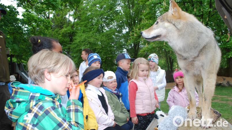 Respektvoll stehen die Buben und Mädchen im evangelischen Kindergarten St. Markus vor der ausgestopften Wölfin. Bild: tss