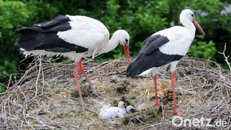 Nachwuchs bei den Storchen-Eltern in Floß: Drei Küken sind im Moment im Nest zu beobachten. Bild: lst/exb