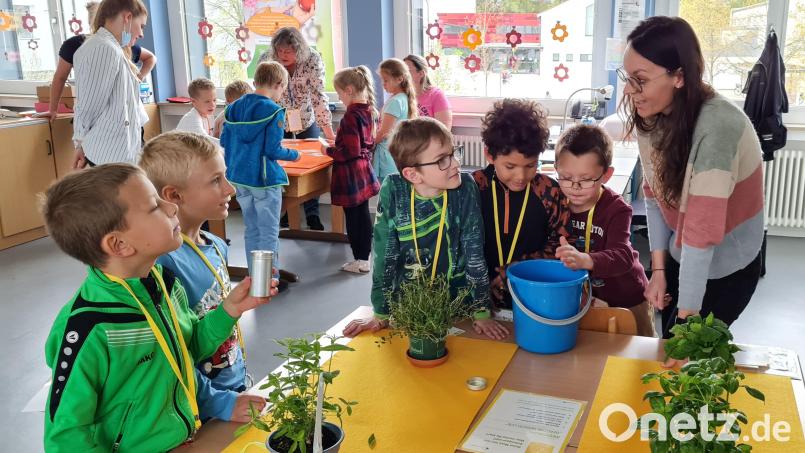 Mit dem Riechen an verschiedenen Kräutern (vorn) verbinden die Erstklässler der Grundschule Vilseck unter Anleitung von Annalena Nützel bestimmte Lebensmittel und Gerichte. Sie erleben, wie sich die Intensität von Gerüchen durch Zerkleinern oder Trocknen verändert. An der von Lehrerin Jutta Forster betreuten Station zum Sehen (hinten link) erfahren die Schüler, welchen Einfluss die Augen auf den Geschmackssinn haben. Bild: khg