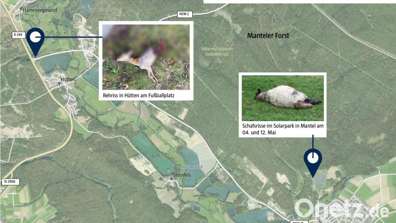 Die Orte Hütten und Mantel grenzen unmittelbar an den Manteler Forst, in dem ein Wolfsrudel lebt. Grafik: Martin Zimmer, Oberpfalz-Medien