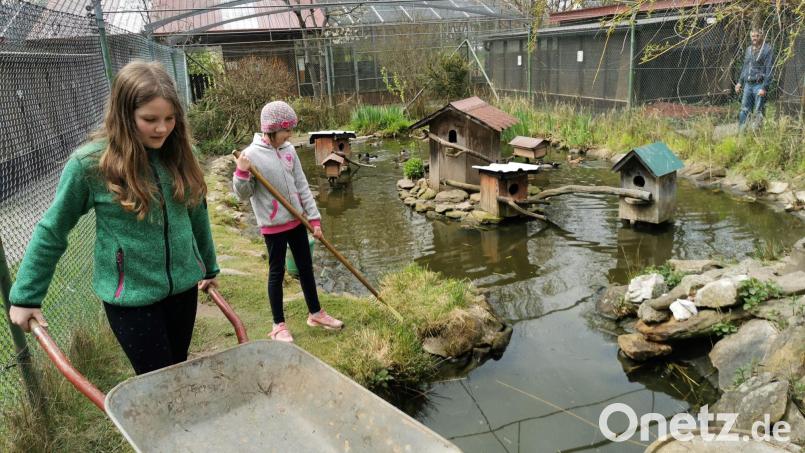 In den Volieren des Vogelzucht- und Schutzvereins Eslarn mit Umgebung gibt es viel zu tun. Unterstützung beim Füttern und Sauberhalten der gefiederten Bewohner leisten die achtjährige Johanna und die zehnjährige Magdalena Eckert. Sie sind die beiden jüngsten aktiven Mitglieder. Bild: gz