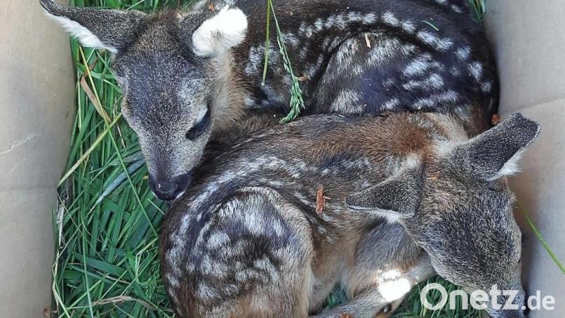 In Kisten werden die Kitze bis nach der Mahd „geparkt“. Natürlich werden sie von den Helfern nicht mit bloßen Händen berührt, weil die Tiere sonst nach Mensch riechen. Bild: ubb
