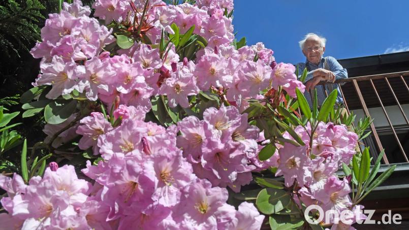 Hans Melzer aus Neustadt/WN blickt auf die Blütenpracht seines Rhododendron herab. Bild: Gabi Schönberger