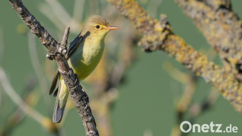So sieht es aus, das Gelbspötter-Männchen. Bild: Gunther Zieger/LBV Bildarchiv/exb