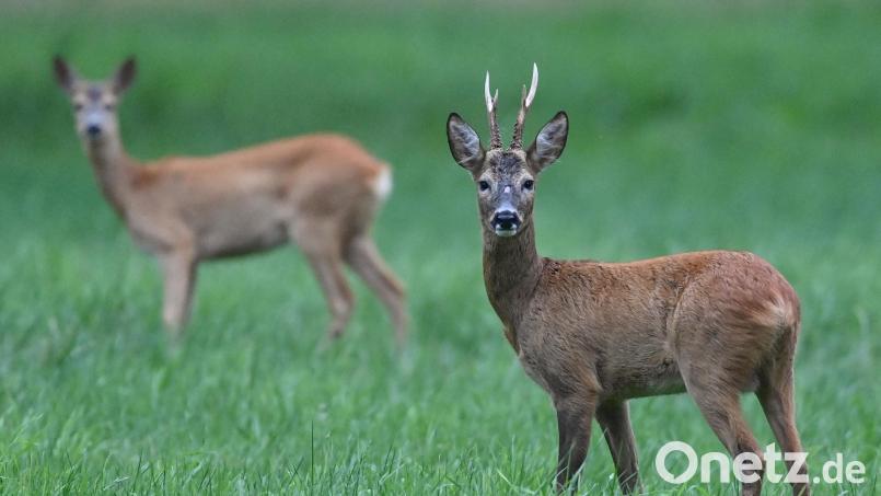 Zwei Tage nach einer Wilderei in Etsdorf hat am Dienstag wieder ein Unbekannter Täter zugeschlagen. Diesmal sind drei Rehe und ein Rehbock tot. Symbolbild: Patrick Pleul/dpa