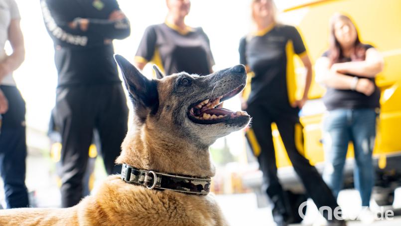Dieser Hund folgt aufs Wort: Rock zeigt vor den Postboten seine Zähne. Er spielt beim Hundetraining für Zusteller in Weiden den &quot;Aggressiven&quot;. Bild: Meier, Marco
