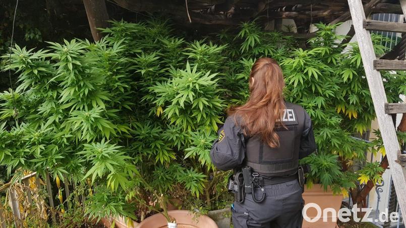 Die Rauschgiftkriminalität hat sich im Vergleich zum Vorjahr im Bereich der PI Tirschenreuth verdoppelt. In acht Fällen wurde auch wegen des illegalen Anbaus von Drogen ermittelt. Das Symbolbild zeigt eine Polizistin vor einer "Hanfplantage". Bild: Polizeidirektion Dresden