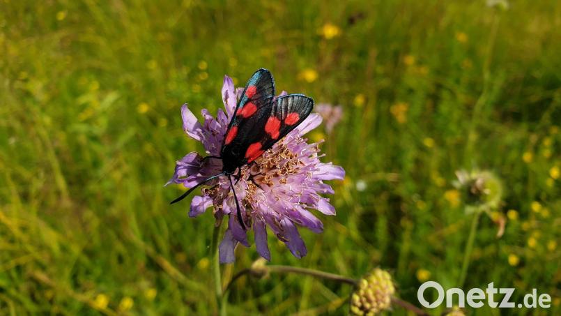 Schmetterlinge wie das Blutströpfchen finden im Lindauer Quellmoor gute Lebensbedingungen. Bild: Susanne Götte/exb