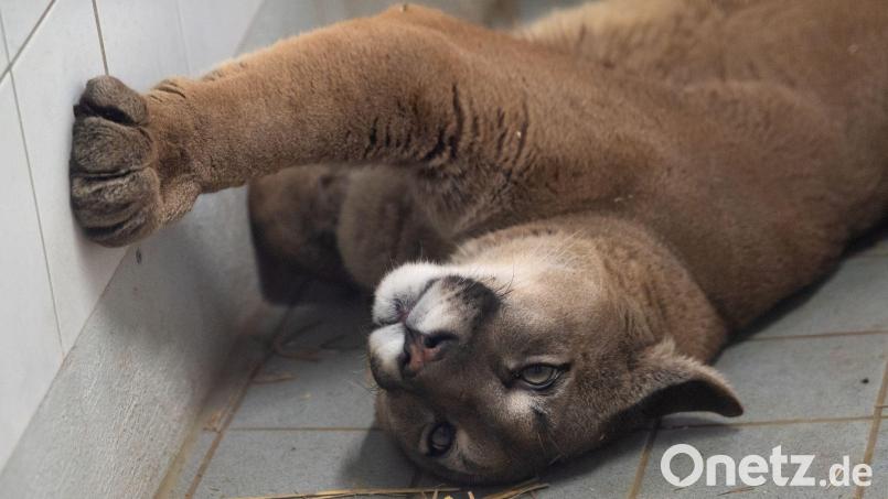 Ein Puma liegt im Exotenhaus der Auffangstation für Reptilien München e.V. in einem Gehege. Bild: Sven Hoppe/dpa/Archivbild
