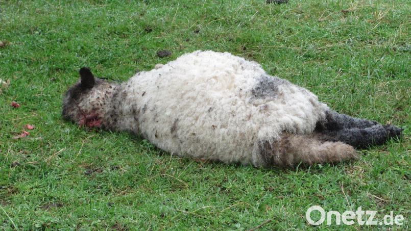 Dieses Shopshire-Schaf wurde vor einigen Tagen vom Wolf gerissen. Archivbild: sei