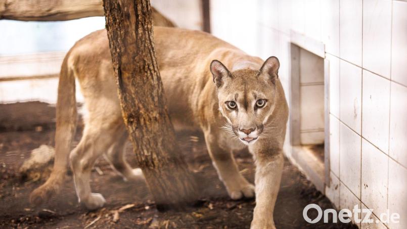 Puma Pele streift durch seinen Gehege. Bild: Matthias Balk/dpa