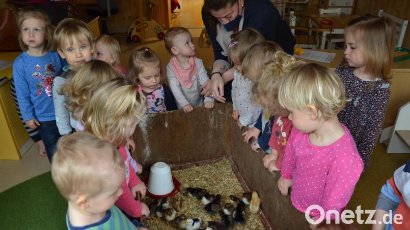 Das Projekt „Vom Ei zum Huhn“ wurde mit den Kita-Kindern gestartet. Die Mädchen und Buben sind von den Küken begeistert. Bild: gi