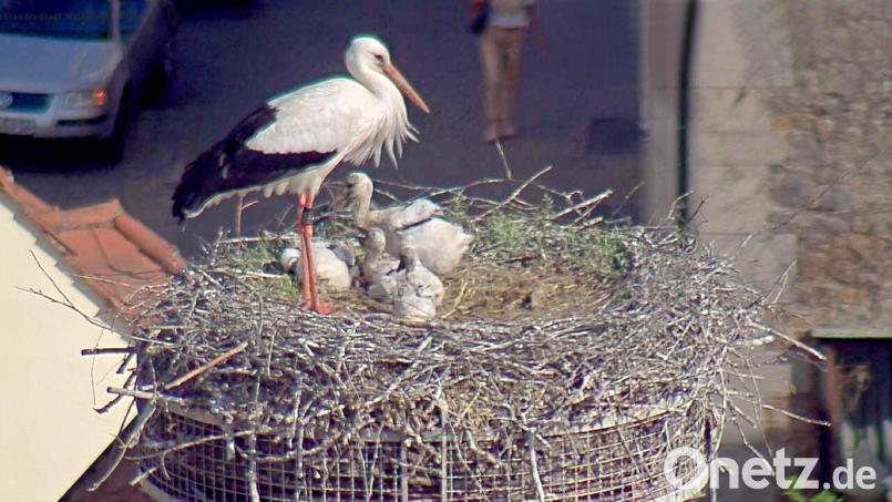 Wie die Orgelpfeifen sitzen die vier Storchenkinder im Horst auf dem Dach des Alten Schulhauses in Weiden. Das Erstgeborene ist am größten. Die Aufnahme stammt vom 18. Mai. Bild: Webcam Stadt Weiden