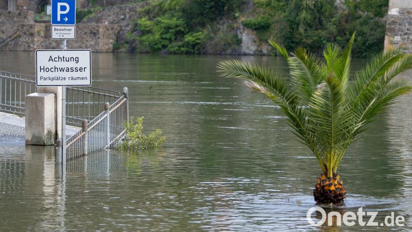 Land unter in Passau: Geparkte Autos sind auf einer vom Hochwasser der Donau überschwemmten Uferstraße nicht zu sehen - wohl aber eine Palme. Bild: Sven Hoppe