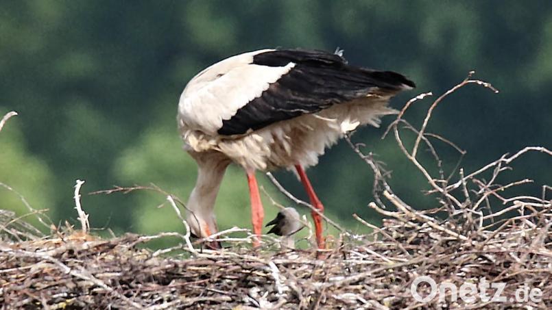 Noch nicht viel zu sehen vom Storchennachwuchs ist im Horst auf dem Kamin des historischen Kommunbrauhauses. Die Elternvögel sorgen aber reichlich für Nahrung für ihre Jungen. Bild: gz