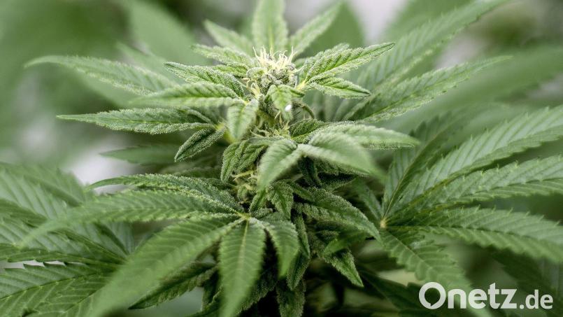 Marihuana baute ein Mann in seiner Wohnung im östlichen Landkreis Neustadt an. Symbolbild: Matt Masin/dpa
