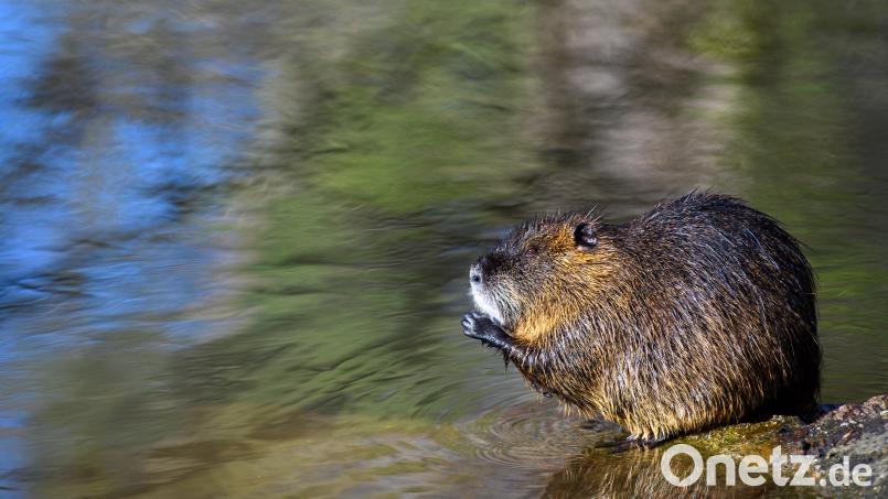 Ein amtlicher Tierarzt soll klären, ob der Biber in Cham wirklich erschossen wurde. Symbolbild: Klaus-Dietmar Gabbert