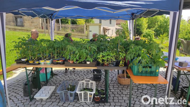 Rund 150 Tomatenpflanzen hatten die Initiatoren für ihre Aktion gesammelt. Bild: ak