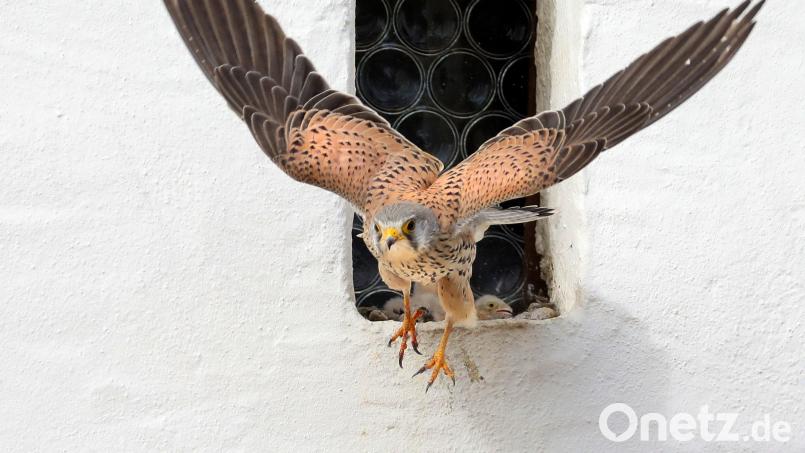 Ein Turmfalke verlässt sein Nest. Bild: Thomas Warnack