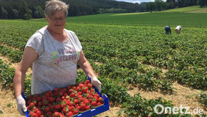 Franziska Hofstetter kann den Blick nicht von den Erdbeeren lassen. Sie mag deshalb nicht in die Kamera schauen. Nicht nur auf dem Feld bei Unteraich hat die Saison begonnen. Bild: ihl