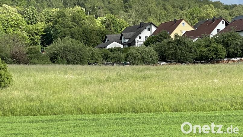 Im künftigen Baugebiet Katzenberg soll die angrenzende Streuobstwiese unbedingt erhalten werden, fordern Grüne und Umweltschützer. Bild: ige