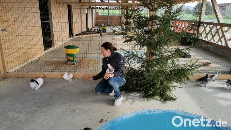 Die Tierliebhaberin Wiebke Hutwelker aus Rödern in Rheinland-Pfalz findet für ihre 70 Tauben im Gut Aiderbichl Eslarn eine sehr gute Bleibe. Bild: gz